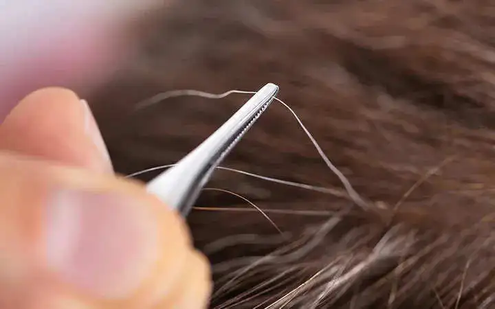 Plucking grey hair