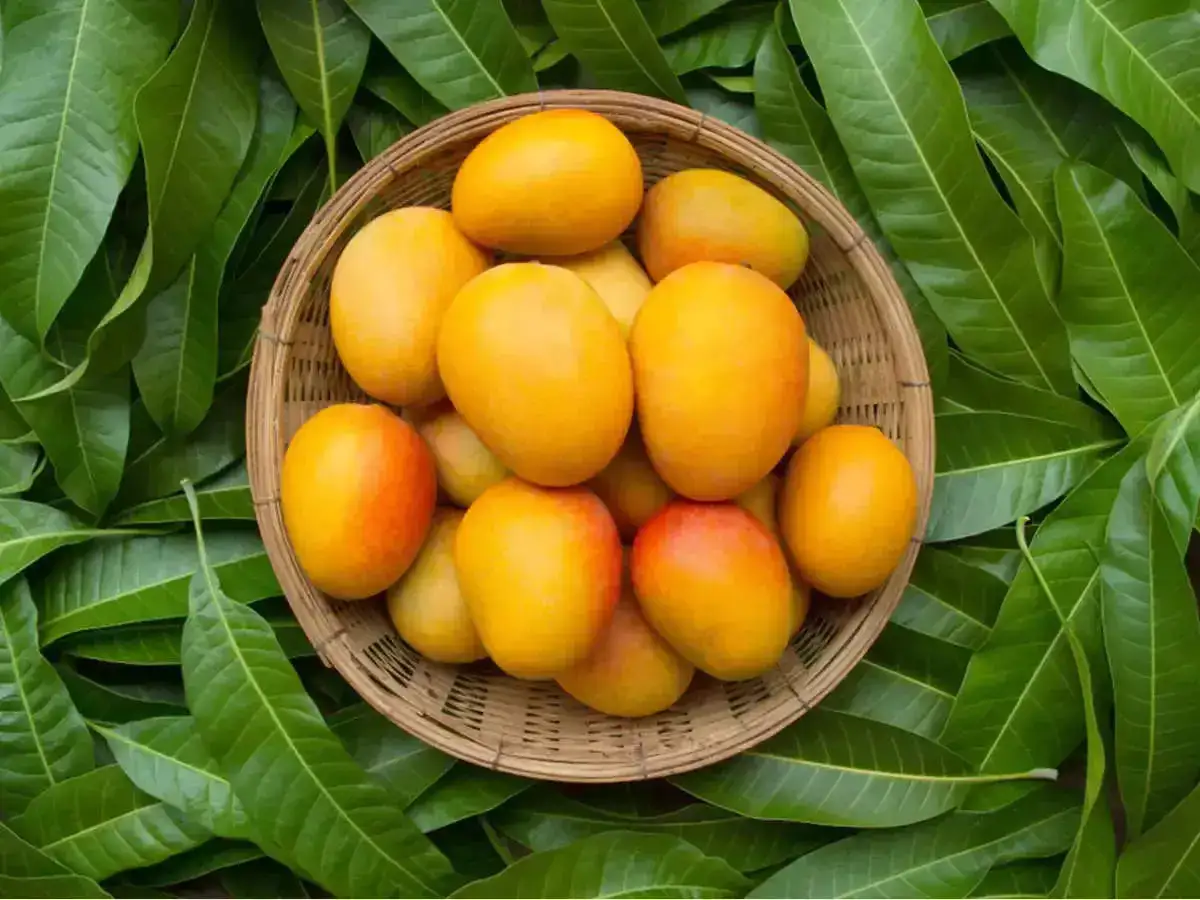 Mangoes