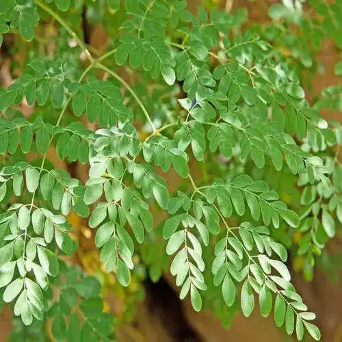 moringa.