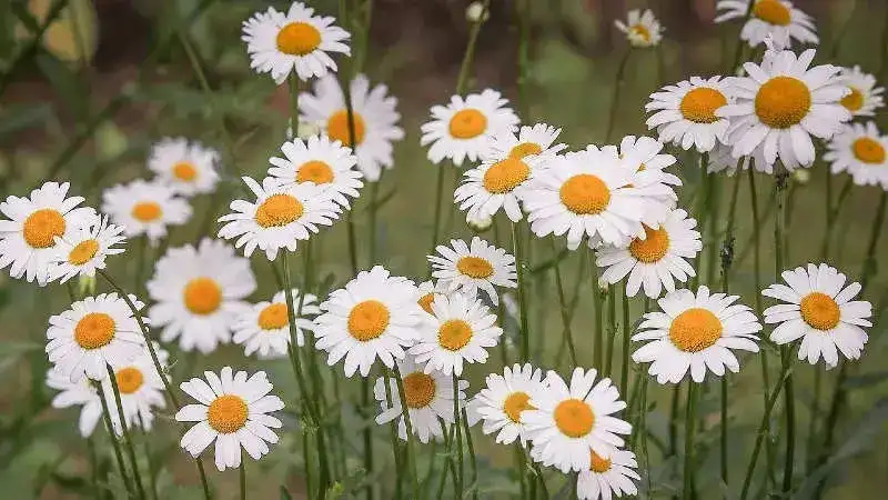 daisies