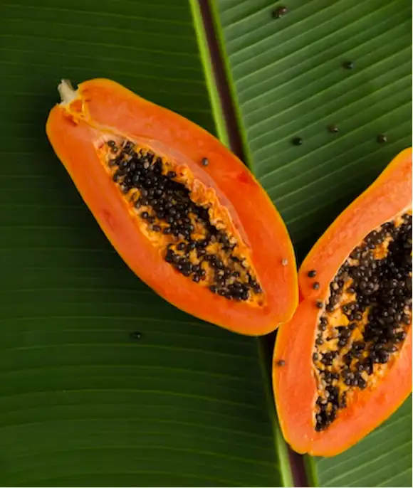 Papaya