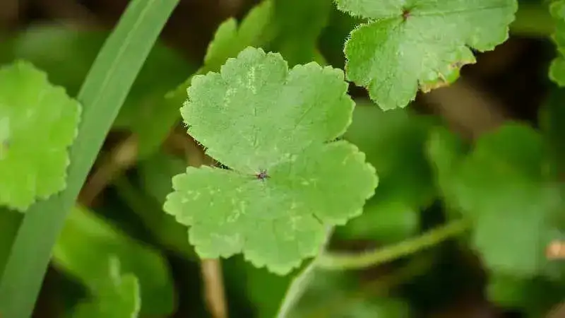 centella asiatica