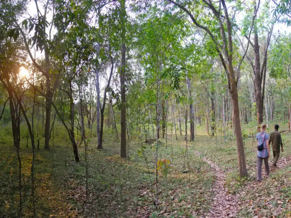 People walking in a forest