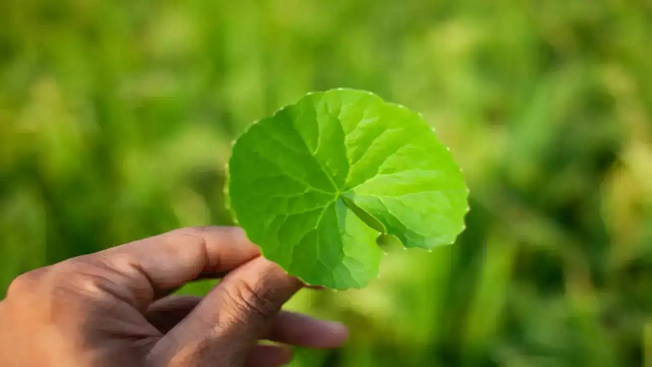 Brahmi leaves