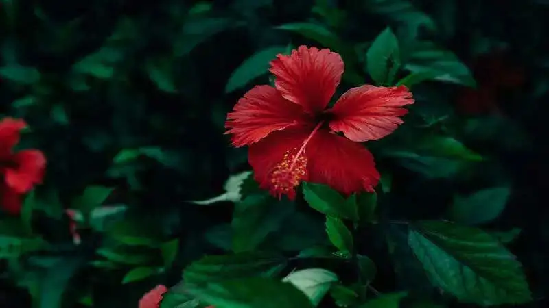 7 health benefits of hibiscus