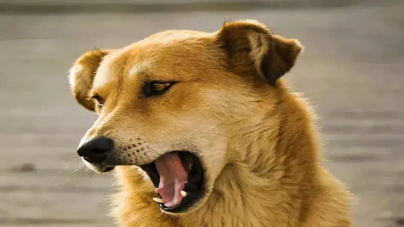 Delhi: Dog bite incidents increase. Do’s and don’t’s after a dog bite