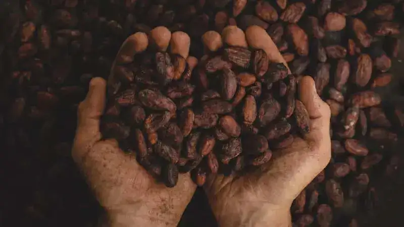 chocolate beans