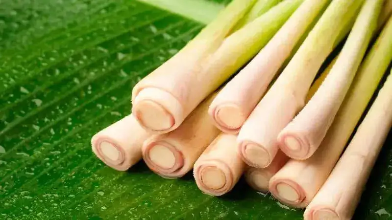 Lemongrass, the multi-talented herb with 7 remarkable uses and benefits