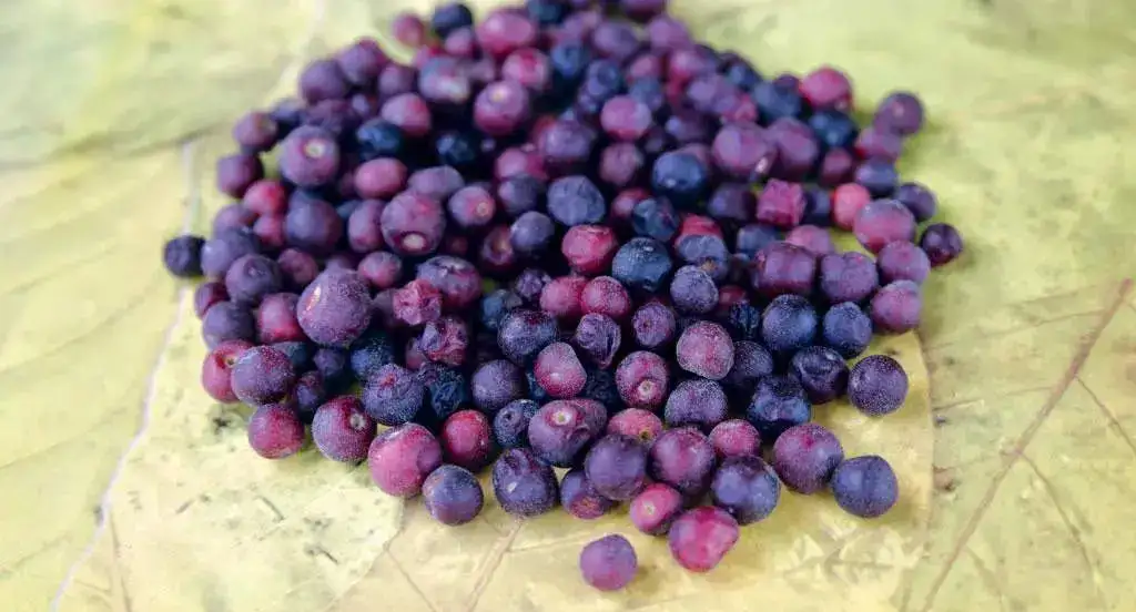 Phalsa