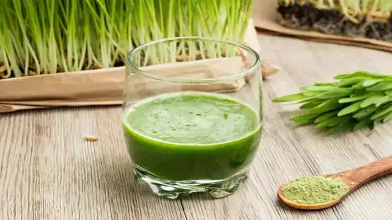 7 Benefits of drinking barley grass juice for your health