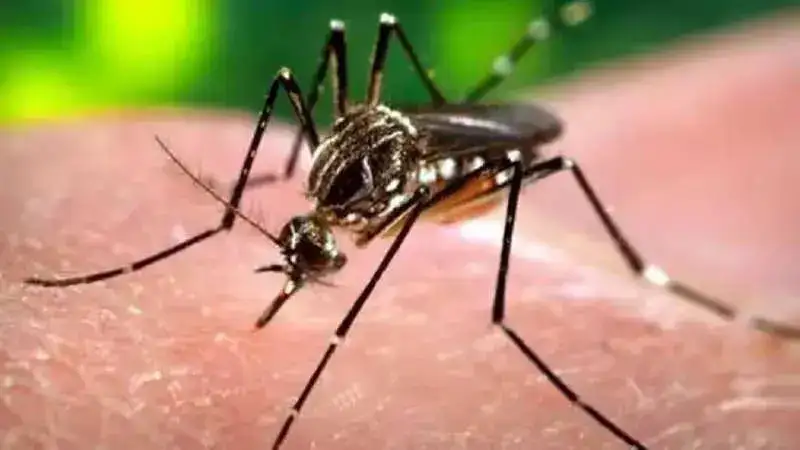 dengue