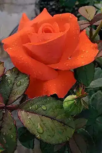 orange rose