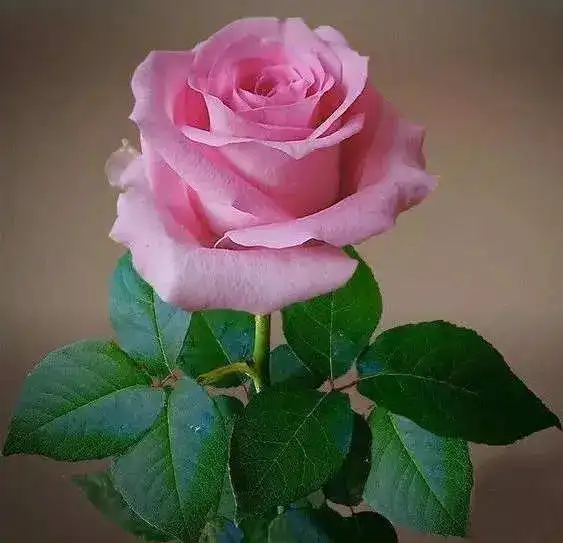 pink rose