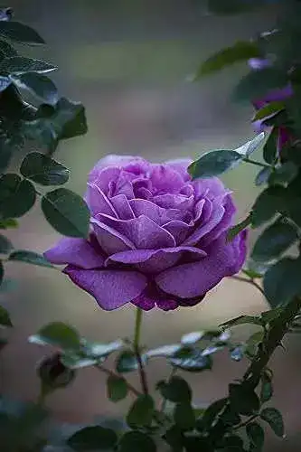 lavender rose