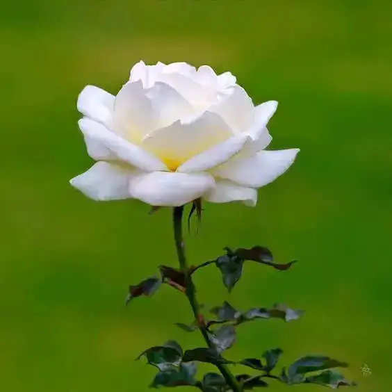 white rose