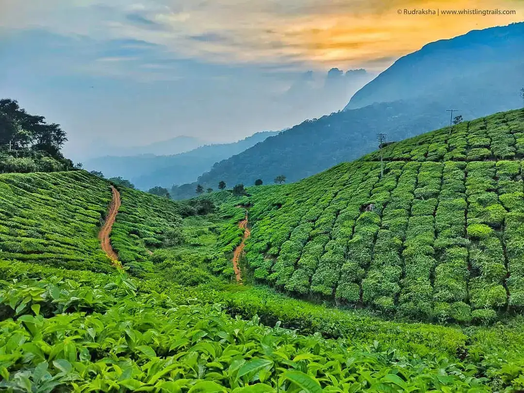 sunset-at-tata-tea-gardens