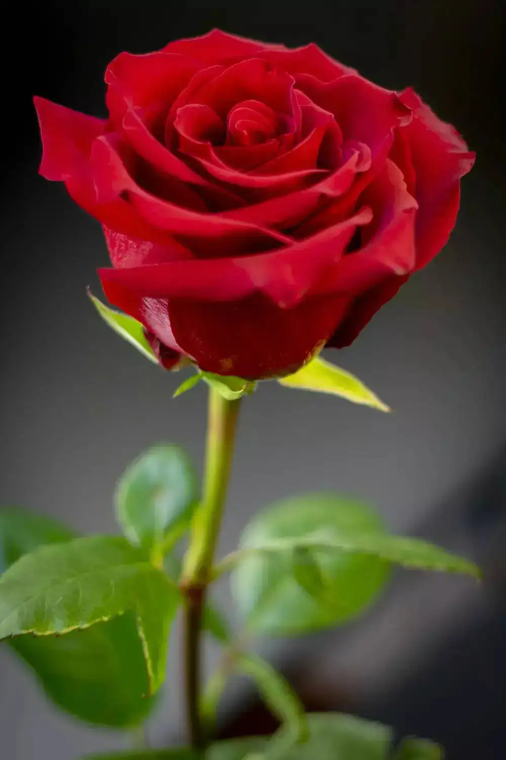 red rose