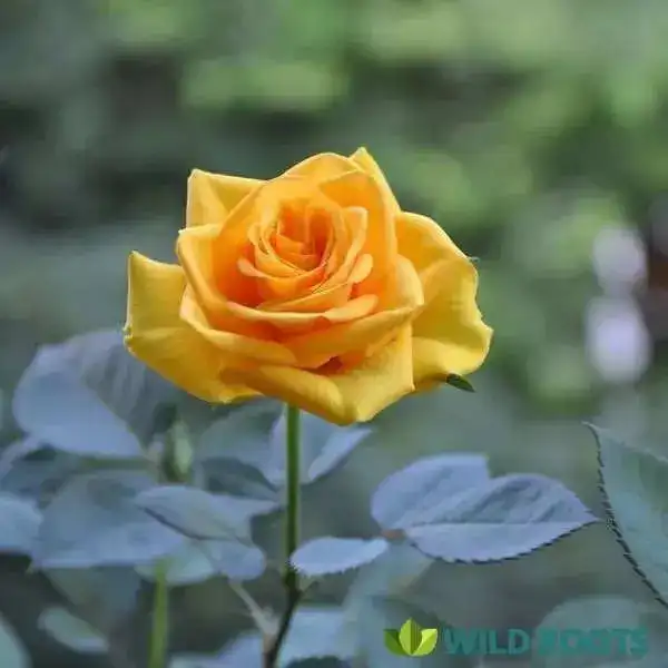 yellow rose