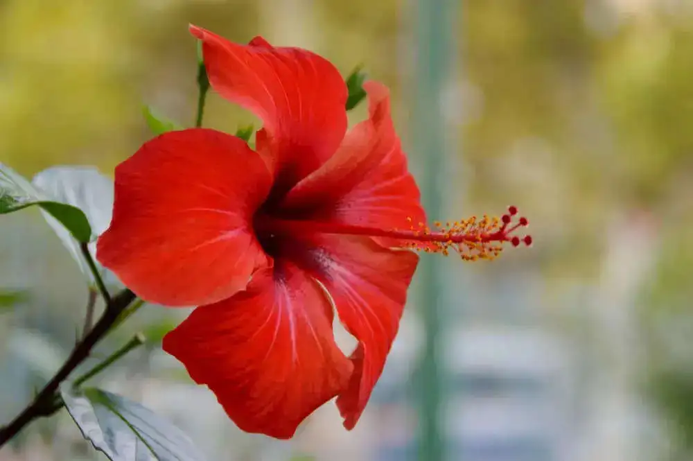 red hibiscus.