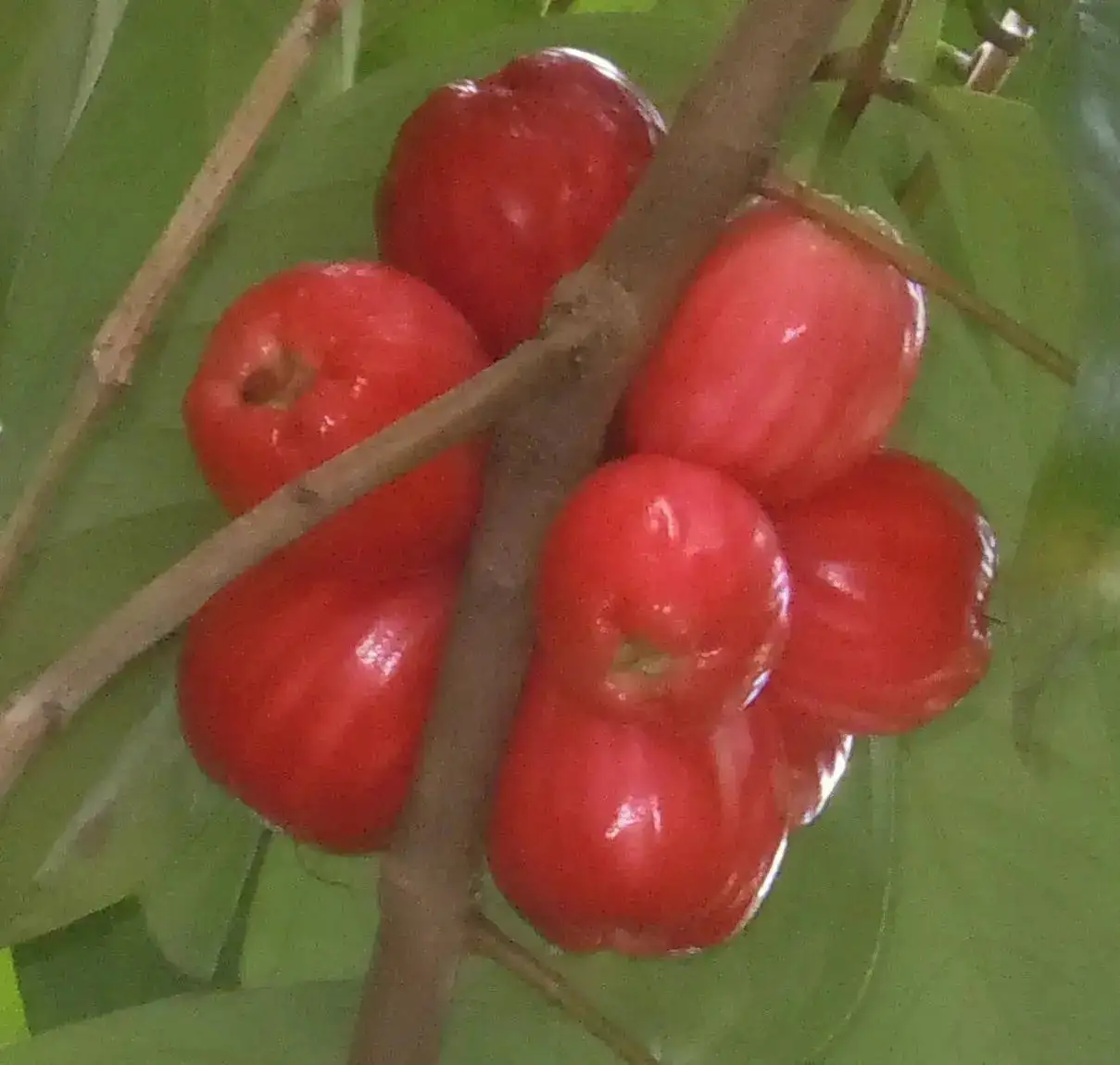 Rose apple tree