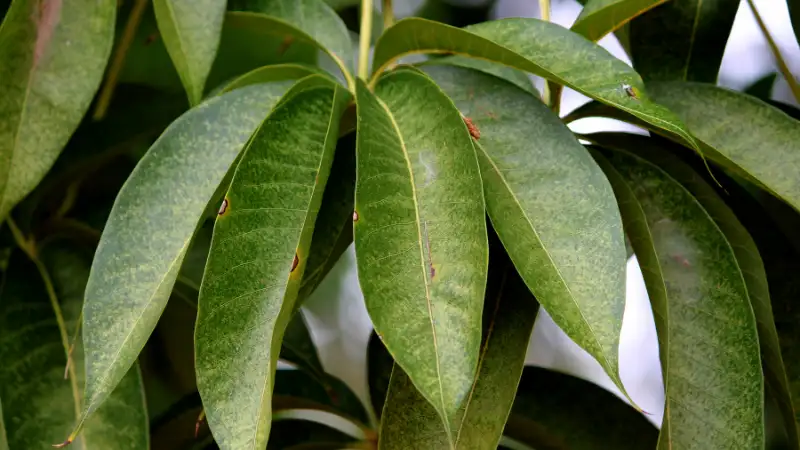 Mango leaves are beneficial for health and hair