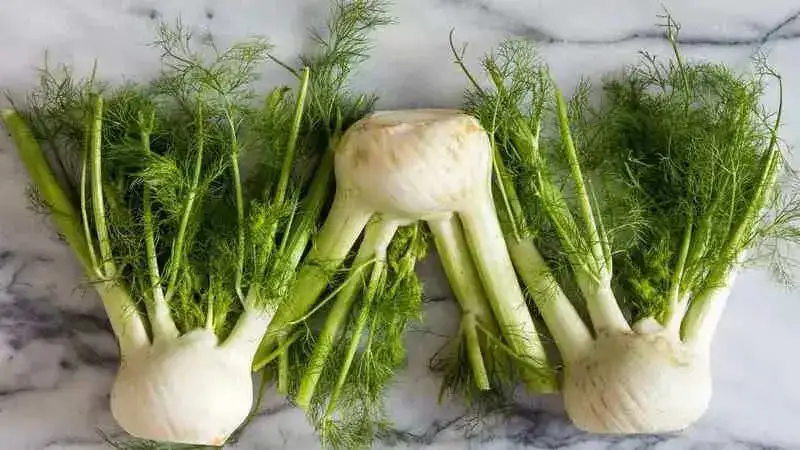 5 Dental benefits of fennel: The secret to healthy teeth and a dazzling smile