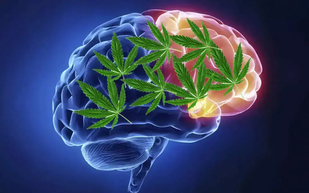 THC and the Brain's Reward System