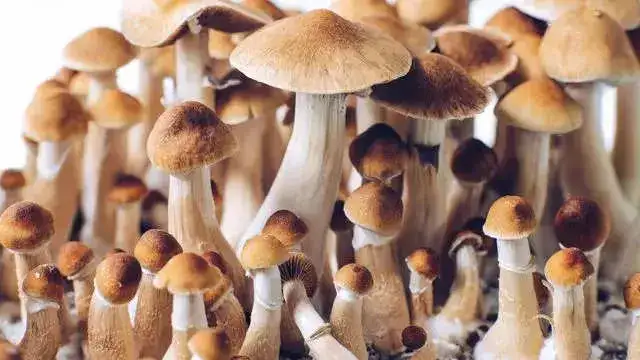 Hallucinogens - Psilocybin