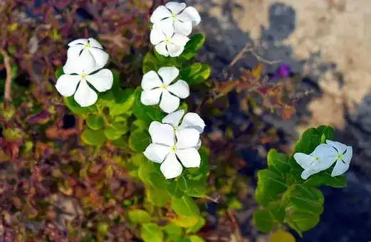 Periwinkle (Sadabahar).