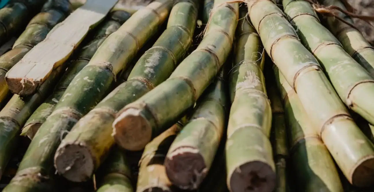 sugarcane2