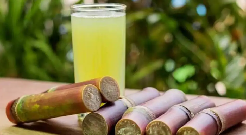 sugarcane3