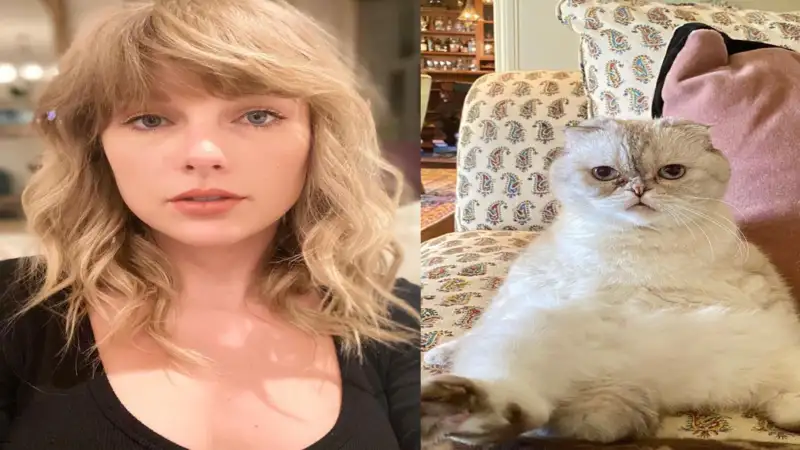 Say what? Taylor Swift's cat Olivia is one of the wealthiest pets, with an estimated worth of $97 million