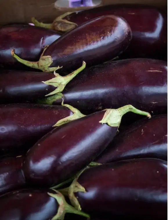 Eggplant