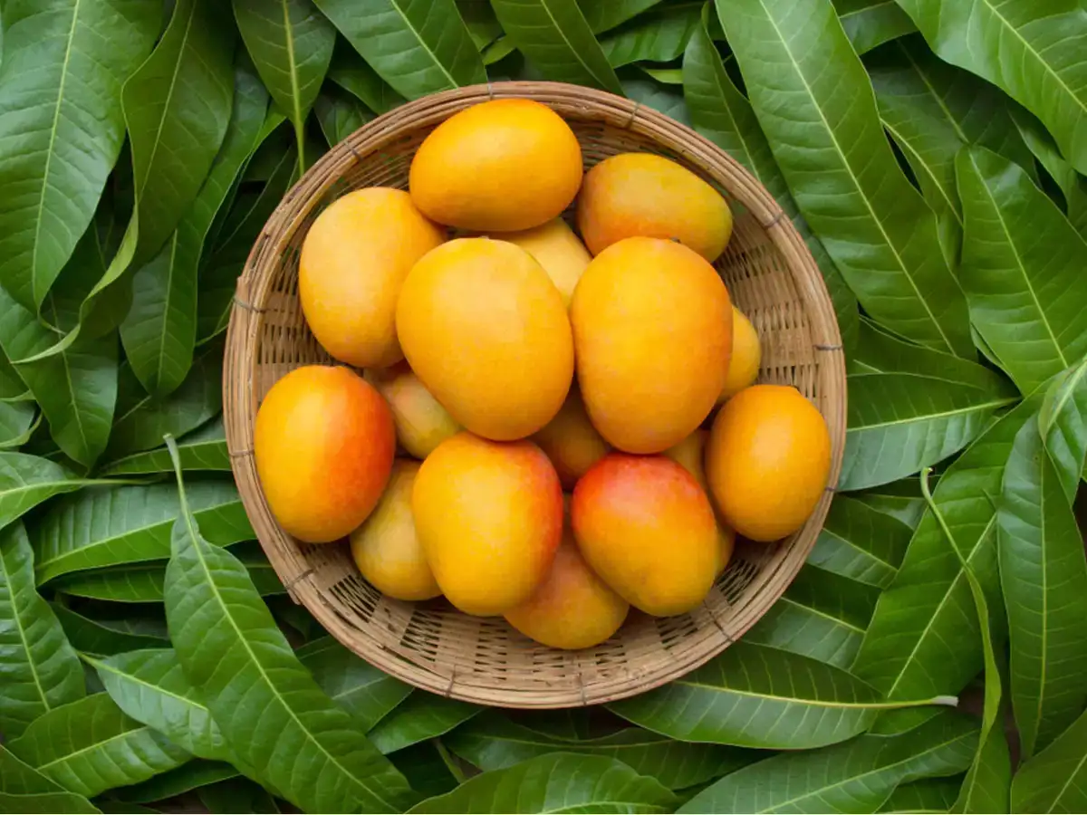 Mangoes