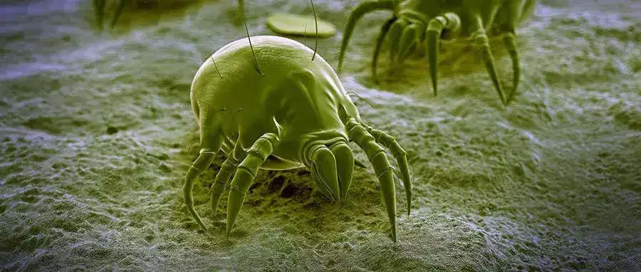 dust mite