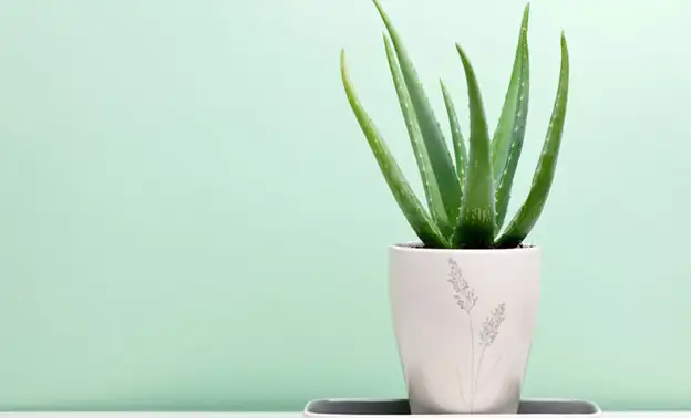 aloevera