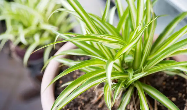 spider plant