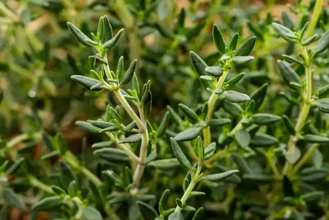 thyme