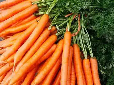 carrots