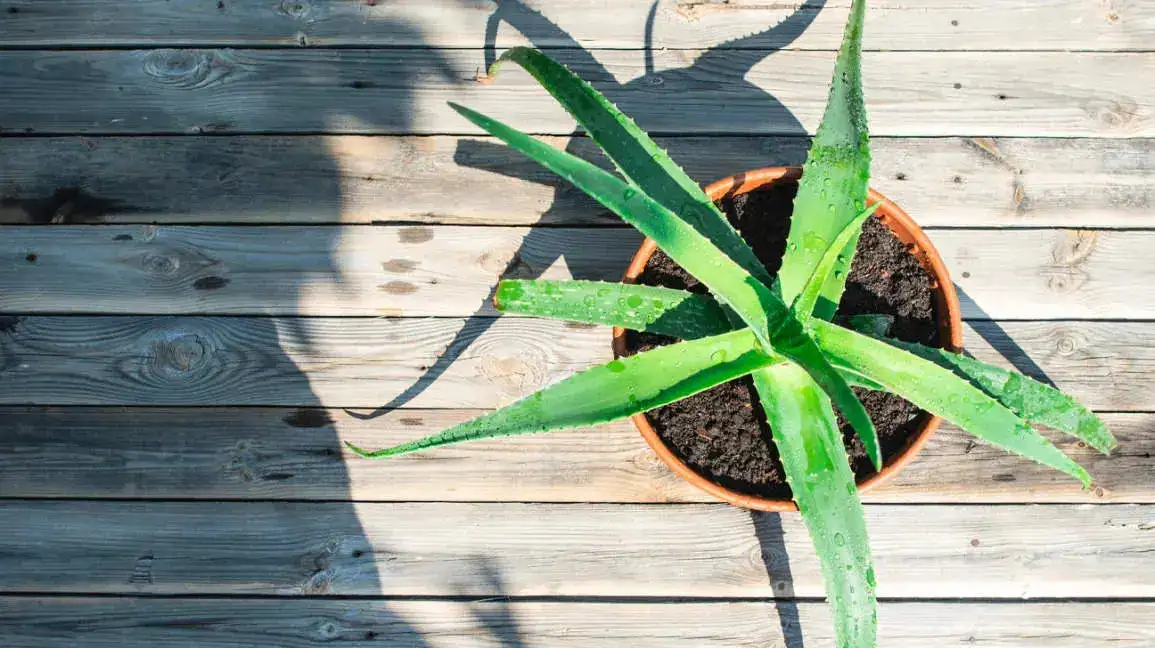 aloe-vera-1296x728-header.