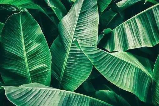 Banana Leaves