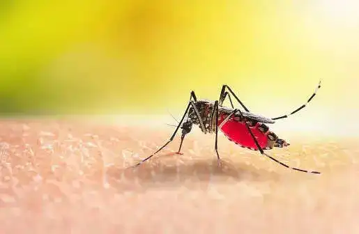 malaria.