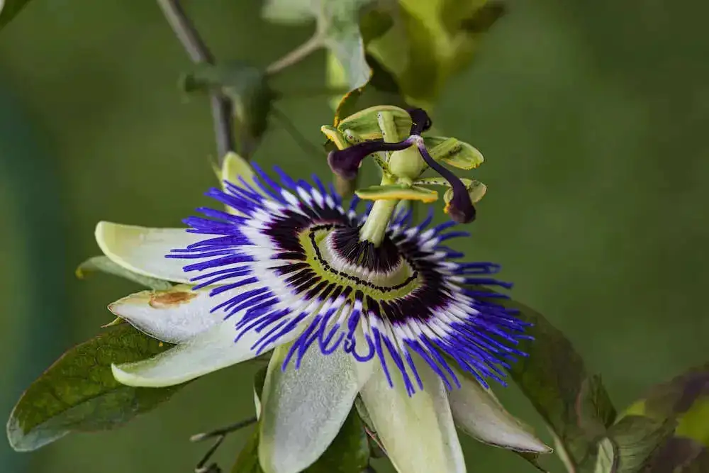 Passion flower tea