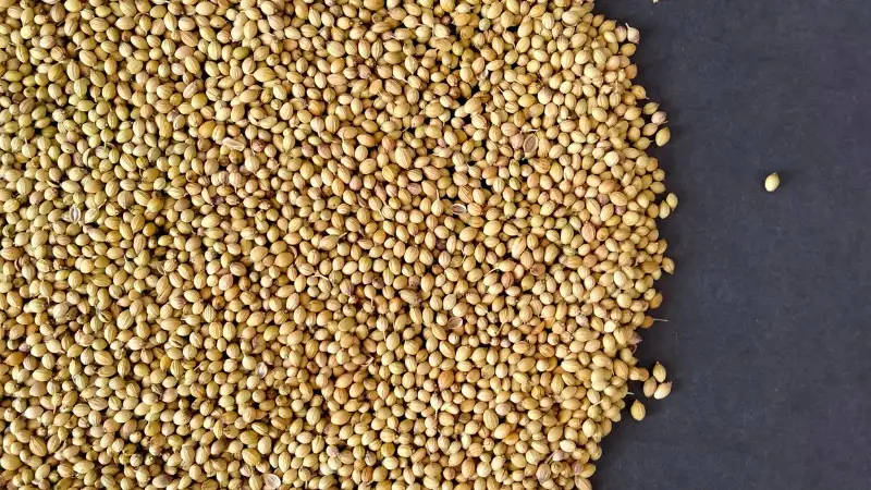 Millets: the superfoods to include in your daily diet