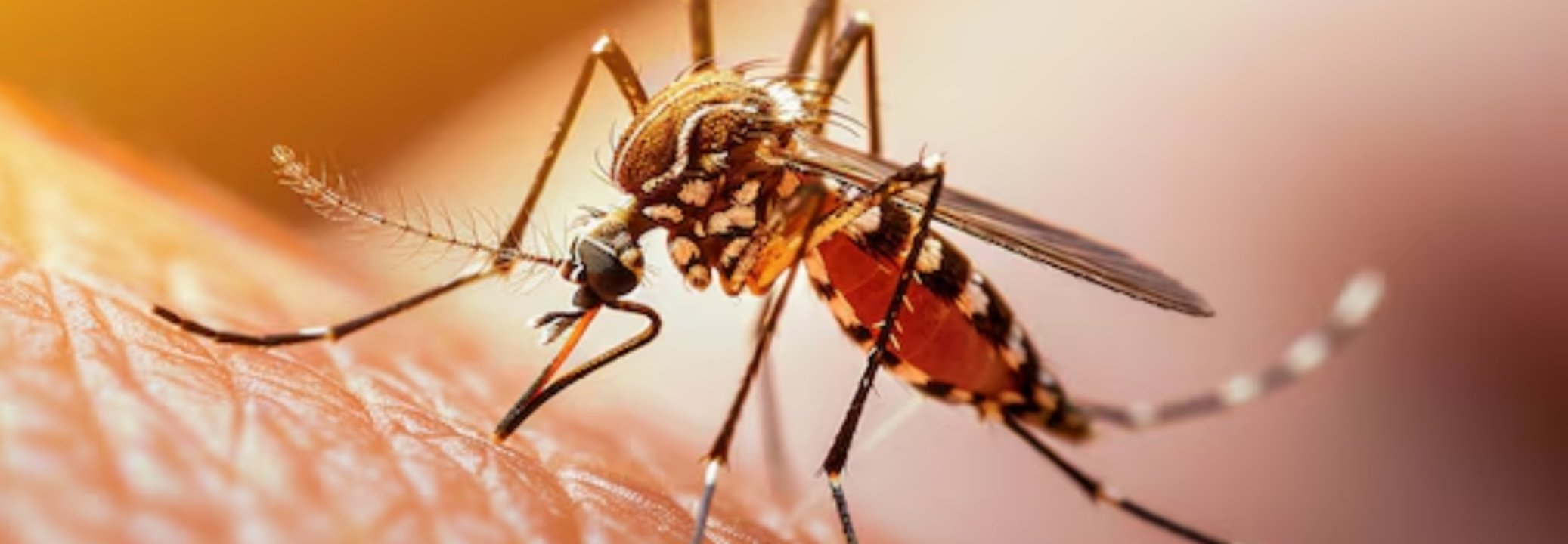 World Mosquito Day Know Types, Symptoms And Prevention Of Vector